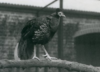 Um fireback de Viellots quase ameaçado, ou Fireback Crested, em pé em um galho, London Zoo, 1927 de Frederick William Bond