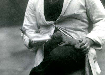 Um, recém-nascido, filhote leão, sendo, garrafa, alimentado, por, seu, keeper, londres, jardim zoológico, 1923 de Frederick William Bond