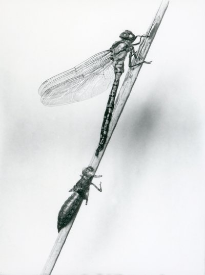 Uma recém-emergida libélula de anéis dourados repousa sobre uma palheta acima de sua concha larval vazia, ou exúvia, zoológico de Londres, 1925 de Frederick William Bond