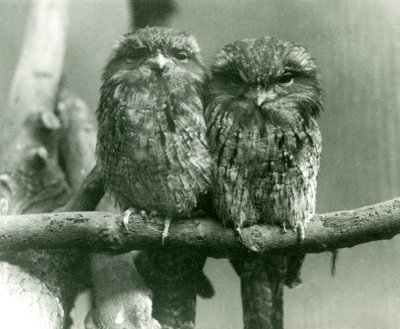 Um par de Tawny Frogmouths sentado em um galho no zoológico de Londres em 1924 de Frederick William Bond