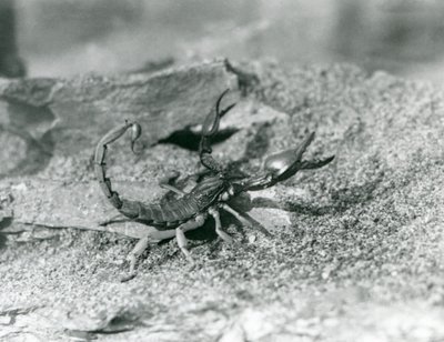 Um escorpião no Jardim Zoológico de Londres em 1929 (foto a p/b) de Frederick William Bond