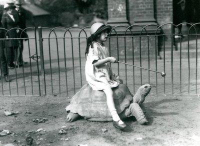 Uma menina pequena, Betty, segura uma vara com uma maçã no final para levar a Tartaruga Gigante que ela está montando, Zoológico de Londres, 1924 de Frederick William Bond