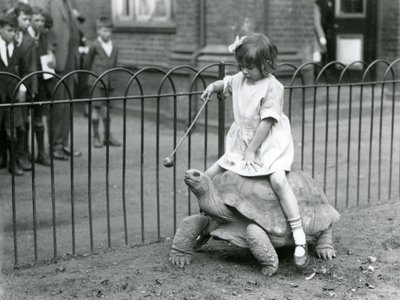 Uma menina pequena, Betty, segura uma vara com uma maçã no final para levar a Tartaruga Gigante que ela está montando, Zoológico de Londres, 1924 de Frederick William Bond