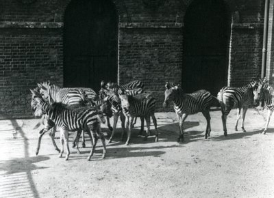 Um pequeno rebanho de Chapmans Zebra no Zoológico de Londres em 1924 de Frederick William Bond