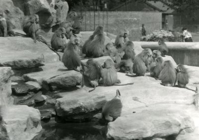 Uma tropa de Babuínos Sagrados, incluindo um que bebe de uma piscina, entre as rochas de 