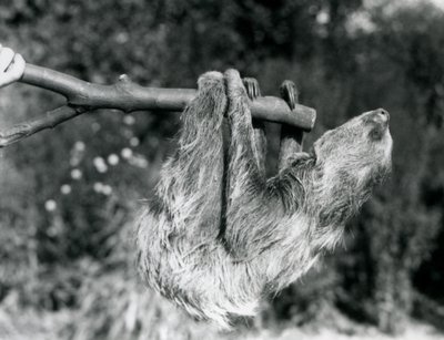 Uma preguiça de dois dedos pendurada em um galho cortado, que é mantido por um guardião, o zoológico de Londres, em setembro de 1925 de Frederick William Bond