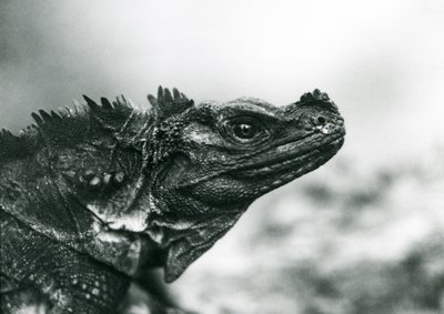 Um lagarto Sailfin Lizard vulnerável no Jardim Zoológico de Londres em 1928 (foto a p/b) de Frederick William Bond