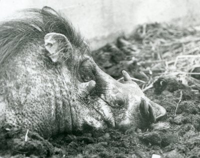 Um javali repousando na lama no zoológico de Londres, 1927 de Frederick William Bond