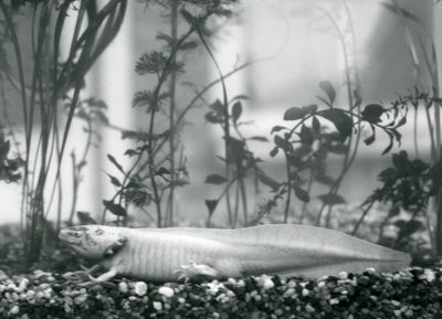 Uma Salamandra Axolotl /Mexicana branca descansando sobre cascalho no chão de um tanque no Zoo de Londres em 1928 (foto a p/b) de Frederick William Bond