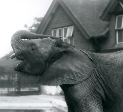 Um, jovem, elefante africano, com, seu, tronco, levantado, ligado, seu, testa, londres, jardim zoológico, agosto, 1925 de Frederick William Bond