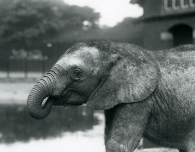 Um jovem elefante africano com o final de seu tronco na boca, zoológico de Londres, agosto de 1925 de Frederick William Bond