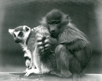 Um jovem babuíno abraça-se a um lêmure de cauda anelada em um feixe, o zoológico de Londres, 1925 de Frederick William Bond