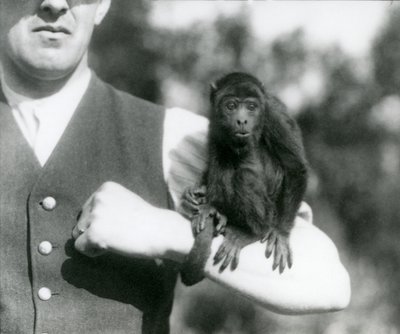 Um jovem Black Howler Monkey senta-se no braço de um homem com a sua cauda preênsil enrolada no pulso, London Zoo, 1923 (bw photo) de Frederick William Bond