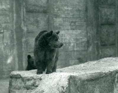 Um jovem urso pardo no zoológico de Londres, em junho de 1914 de Frederick William Bond