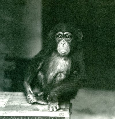 Um jovem chimpanzé sentado em uma caixa de madeira no zoológico de Londres em 1924 de Frederick William Bond
