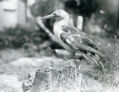 Um jovem Gannet em pé num tronco de árvore no Jardim Zoológico de Londres em 1929 (foto a p/b) de Frederick William Bond