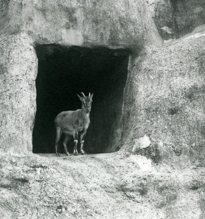 Um jovem Ibex grego em pé na entrada da caverna nas rochas artificiais dos terraços de Mappin, zoológico de Londres, de agosto de 1927 de Frederick William Bond