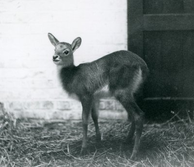 Um, jovem, Lechwe, ficar, feno, londres, jardim zoológico, janeiro, 1926 de Frederick William Bond