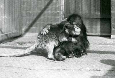 Um jovem Orangotango abraça um Canguru de Árvore no Jardim Zoológico de Londres em 1927 (foto a p/b) de Frederick William Bond