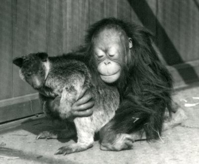 Um orangotango novo abraça um canguru da árvore no jardim zoológico de Londres em 1927 de Frederick William Bond