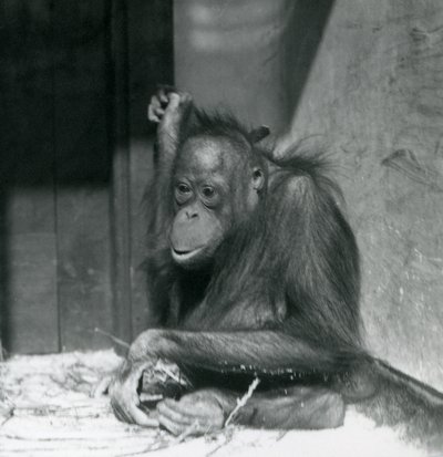 Um jovem orangotango sentado em seu recinto no Zoológico de Londres, em outubro de 1925 de Frederick William Bond