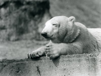 Um urso polar novo que descansa em uma borda concreta no jardim zoológico de Londres em 1927 de Frederick William Bond