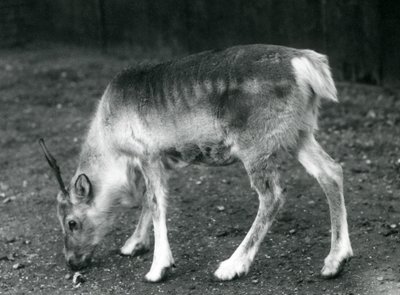 Uma jovem rena no zoológico de Londres, 1925 de Frederick William Bond