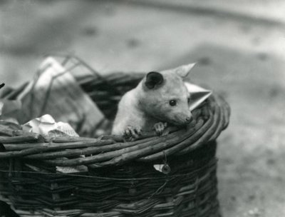 Um jovem albino Opossum espiando por uma cesta no zoológico de Londres, em outubro de 1920 de Frederick William Bond
