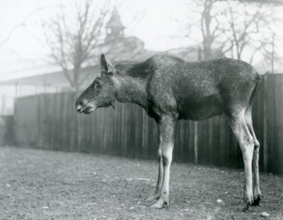 Um jovem touro Elk/Moose, com feridas de chifres recentes, em pé no seu paddock no Jardim Zoológico de Londres (foto a p/b) de Frederick William Bond