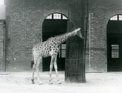 Uma jovem Girafa fêmea em pé em frente a uma árvore, no lado de fora da casa da Girafa, no jardim zoológico de Londres. de Frederick William Bond