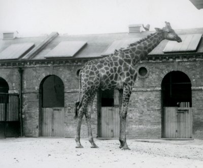 Um jovem Girafa macho em pé no seu paddock em frente à Casa Girafa, Jardim Zoológico de Londres. de Frederick William Bond