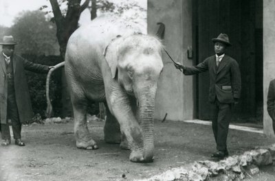 AlbinoWhite Burmese Elephant Pawah com atendentes, incluindo o Dr. Saw Po Min, Zoológico de Londres, em maio de 1926 de Frederick William Bond
