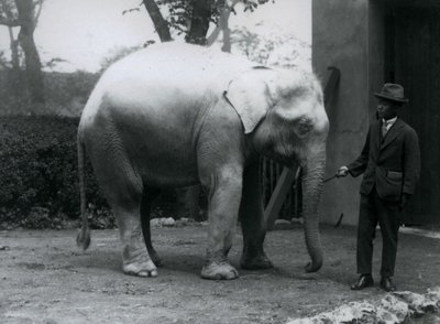 AlbinoWhite Elephant Pawah com Dr. Saw Po Min, Zoológico de Londres, em maio de 1926 de Frederick William Bond