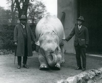 AlbinoWhite Elephant Pawah com Dr. Saw Po Min e Filho, Zoológico de Londres, em maio de 1926 de Frederick William Bond