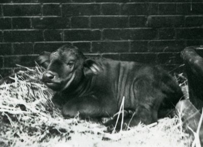 Um bezerro da raça AfricanCape Buffalo, nascido no zoológico em 8 de fevereiro de 1927, deitado em palha, no zoológico de Londres, em fevereiro de 1927 de Frederick William Bond