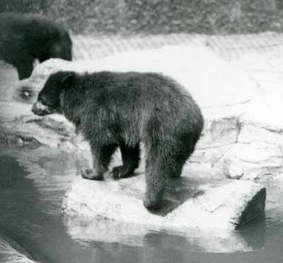 Urso andino-contábil balançando em um tronco em uma poça de água, Zoológico de Londres, em junho de 1925 de Frederick William Bond