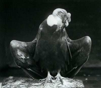 Um Condor Andino descansando em um tronco, Zoológico de Londres, 1925 de Frederick William Bond