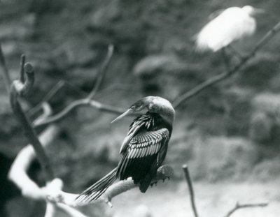 Um AnhingaAmerican DarterSnakebirdWater Turquia sentado em um galho no zoológico de Londres em setembro de 1927 de Frederick William Bond