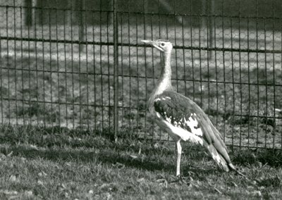Um bustard árabe em pé em seu recinto no zoológico de Londres, 1924 de Frederick William Bond