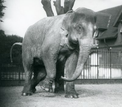 Um Elefante Asiático a coçar-se contra uma árvore morta, no Jardim Zoológico de Londres de Frederick William Bond