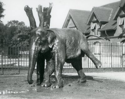 Um elefante asiático a coçar-se contra uma árvore morta, enquanto se equilibra em três pernas, no Jardim Zoológico de Londres de Frederick William Bond