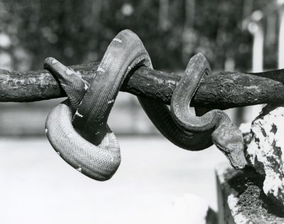 Uma Esmeralda Boa com seu corpo enrolado ao longo de um ramo horizontal, olhando para o chão, Jardim Zoológico de Londres, outubro de 1928 (foto a p/b) de Frederick William Bond