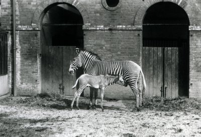 Uma zebra imperial em perigo de extinção, em pé alimentando seu potro de 4 dias de idade, em seu piquete no zoológico de Londres em agosto de 1927 de Frederick William Bond