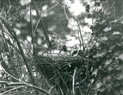 Um Ibis sentado em seu ninho no zoológico de Londres em 1924 de Frederick William Bond
