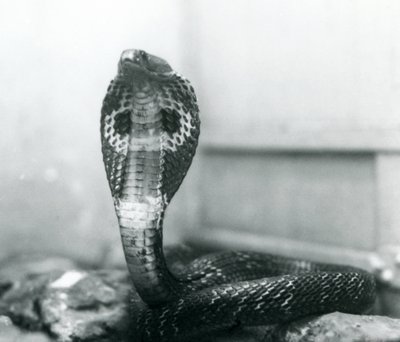 Um indiano Cobra-asiática com cobra e capuz queimado, Zoológico de Londres, outubro de 1925 de Frederick William Bond