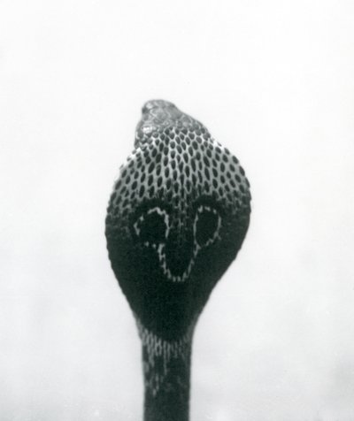 Um indiano Cobra-asiática com cobra e capuz queimado, Zoológico de Londres, outubro de 1925 de Frederick William Bond