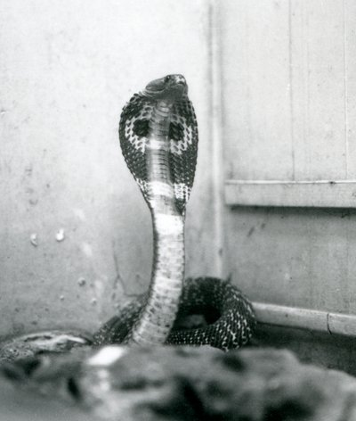 Um indiano Cobra-asiática com cobra e capuz queimado, Zoológico de Londres, outubro de 1925 de Frederick William Bond