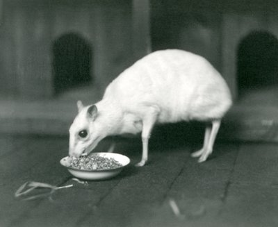 Um albino Javan ChevrotainJava-veado-rato comendo em uma tigela no zoológico de Londres in1926 de Frederick William Bond