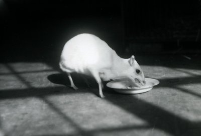 Um chevrotain albino comendo de um prato, zoológico de Londres, dezembro de 1926 de Frederick William Bond