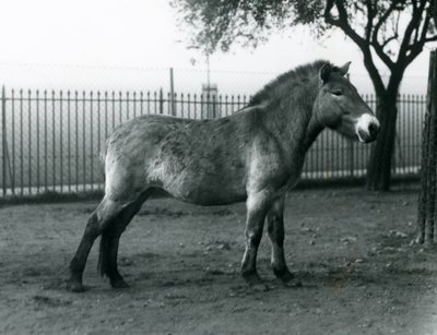 Um Przewalskis Wild Horse ameaçado de extinção que está em seu paddock no jardim zoológico de Londres, outubro de 1927 de Frederick William Bond